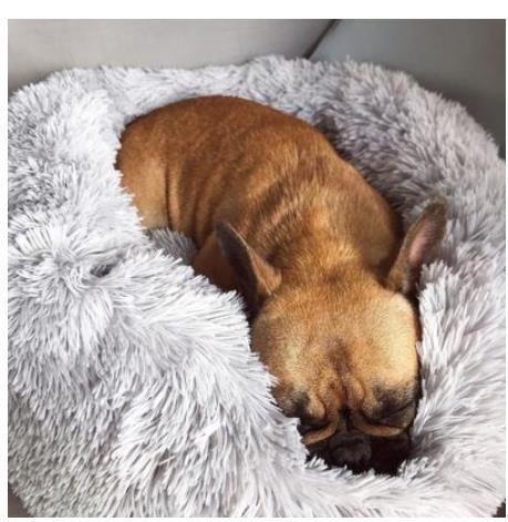Dog and Puppy Beds